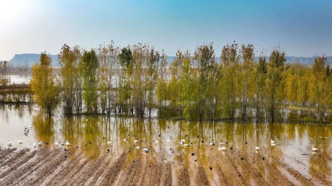 三门峡灵宝：黄河湿地迎来北迁候鸟群