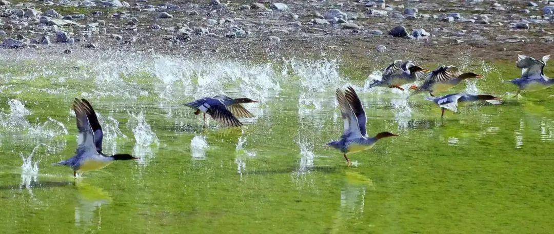 河南内乡：林长制助推湍河湿地生态保护